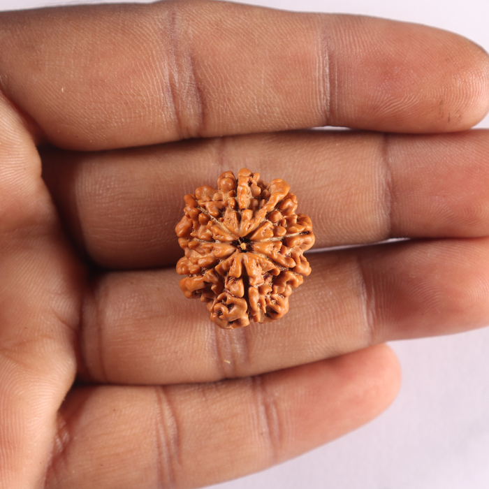 8 Mukhi Nepalese Rudraksha - Bead No. 491