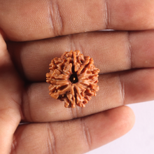 Load image into Gallery viewer, 8 Mukhi Nepalese Rudraksha - Bead No. 475
