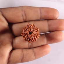 Load image into Gallery viewer, 8 Mukhi Nepalese Rudraksha - Bead No. 488
