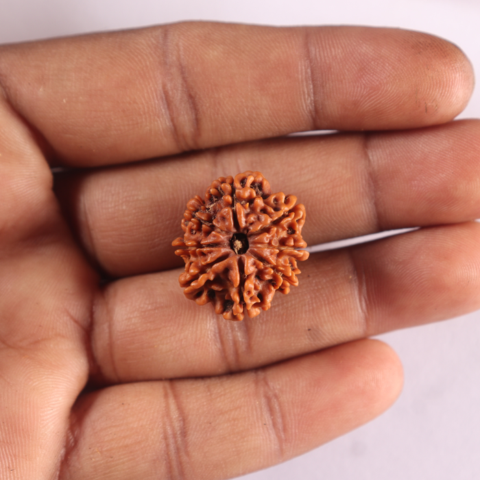 8 Mukhi Nepalese Rudraksha - Bead No. 497