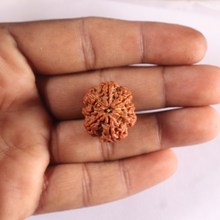 Load image into Gallery viewer, 8 Mukhi Nepalese Rudraksha - Bead No. 496
