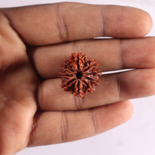 Load image into Gallery viewer, 9 Mukhi Nepalese Rudraksha - Bead No. 497
