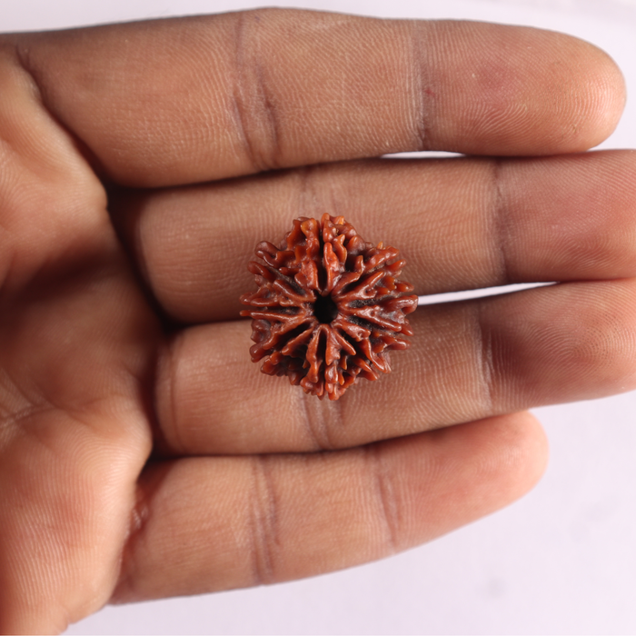 9 Mukhi Nepalese Rudraksha - Bead No. 497