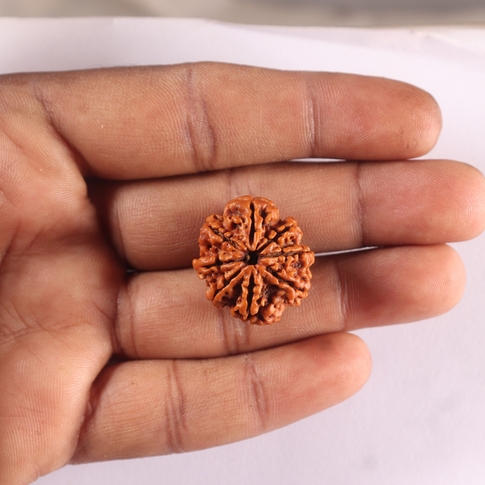 8 Mukhi Nepalese Rudraksha - Bead No. 493