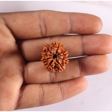Load image into Gallery viewer, 8 Mukhi Nepalese Rudraksha - Bead No. 490
