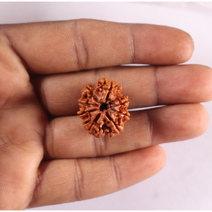 8 Mukhi Nepalese Rudraksha - Bead No. 490