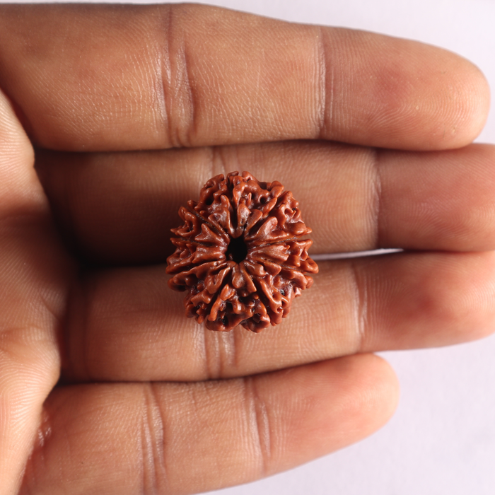9 Mukhi Nepalese Rudraksha - Bead No. 504