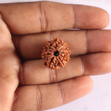 Load image into Gallery viewer, 9 Mukhi Nepalese Rudraksha - Bead No. 494
