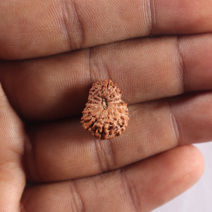 14 mukhi Indonesian Rudraksha -  Bead No. 436