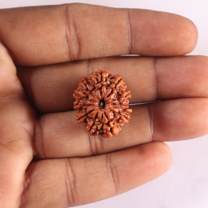12 Mukhi Nepalese Rudraksha - Bead No 406
