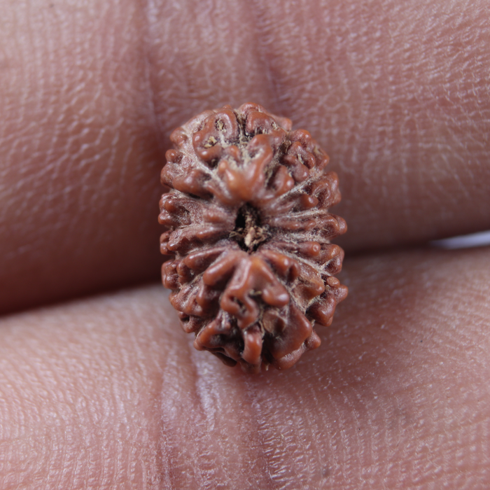 14 mukhi Indonesian Rudraksha -  Bead No. 442