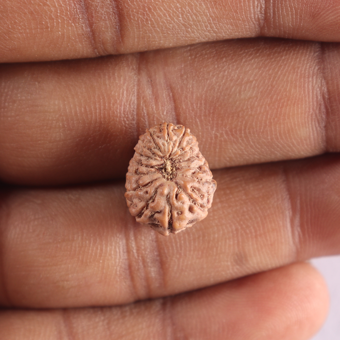 15 Mukhi Indonesian Rudraksha - Bead No. 322