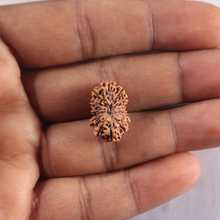 Load image into Gallery viewer, 14 mukhi Indonesian Rudraksha -  Bead No.431
