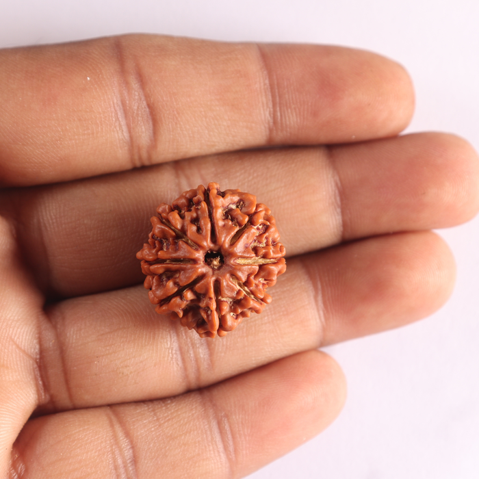 8 Mukhi Nepalese Rudraksha - Bead No. 468