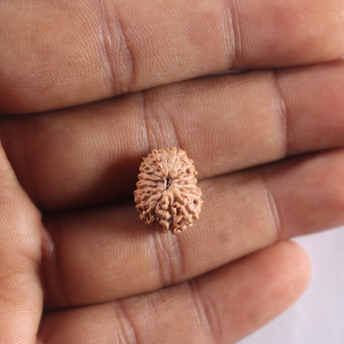 14 mukhi Indonesian Rudraksha -  Bead No. 439
