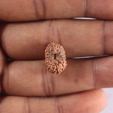 Load image into Gallery viewer, 15 Mukhi Indonesian Rudraksha - Bead No. 324
