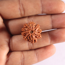 Load image into Gallery viewer, 9 Mukhi Nepalese Rudraksha - Bead No. 483

