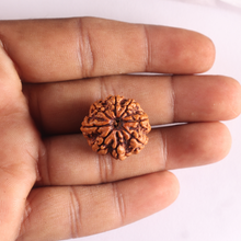 Load image into Gallery viewer, 8 Mukhi Nepalese Rudraksha - Bead No. 482
