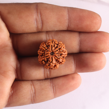 Load image into Gallery viewer, 8 Mukhi Nepalese Rudraksha - Bead No.485
