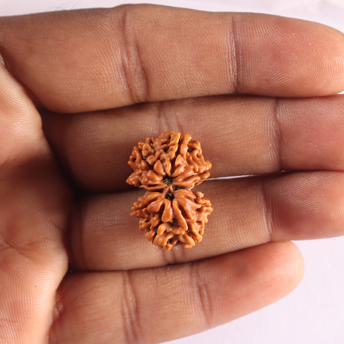Gaurishanker Nepalese Rudraksha Bead No. - 256