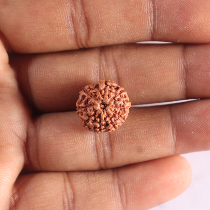 9 Mukhi Rudraksha from Indonesia - Bead No. 250