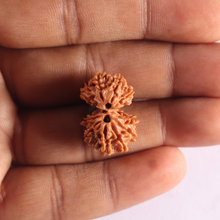 Load image into Gallery viewer, Gaurishanker Nepalese Rudraksha Bead No. - 257
