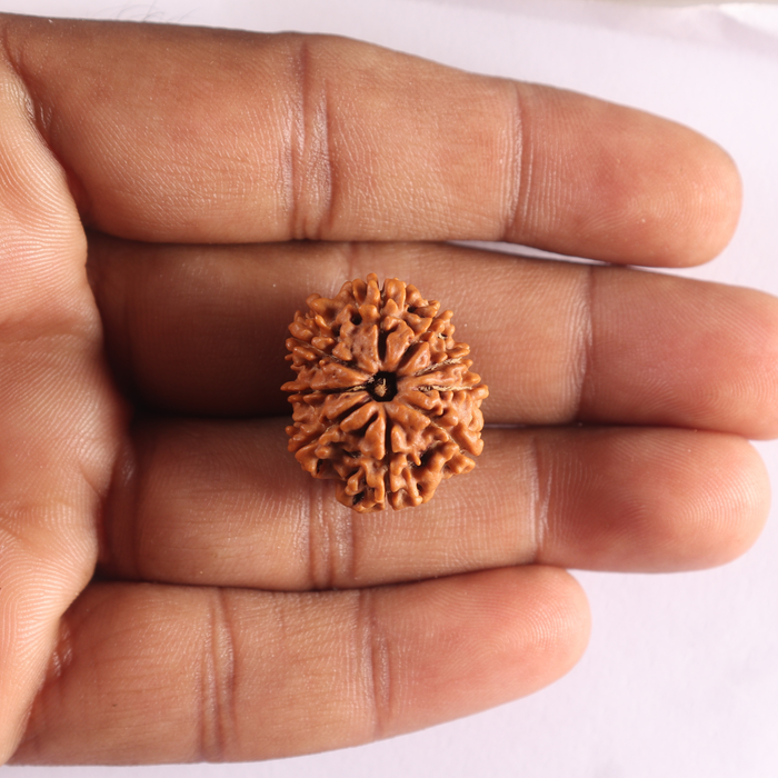 9 Mukhi Nepalese Rudraksha - Bead No. 484