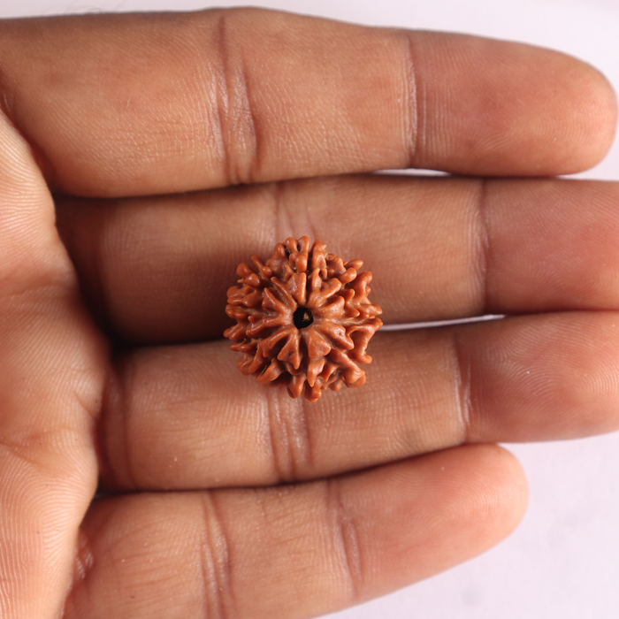 9 Mukhi Nepalese Rudraksha - Bead No. 495