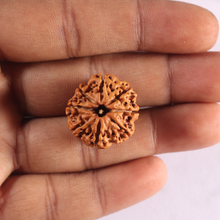 Load image into Gallery viewer, 8 Mukhi Nepalese Rudraksha - Bead No. 473

