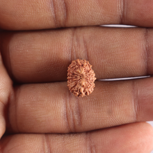 Load image into Gallery viewer, 15 Mukhi Indonesian Rudraksha - Bead No.327
