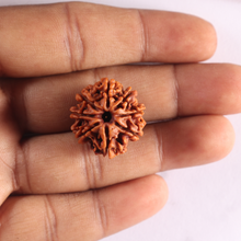 Load image into Gallery viewer, 8 Mukhi Nepalese Rudraksha - Bead No. 472
