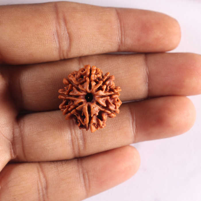 8 Mukhi Nepalese Rudraksha - Bead No. 472