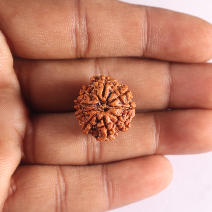 9 Mukhi Nepalese Rudraksha - Bead No. 492