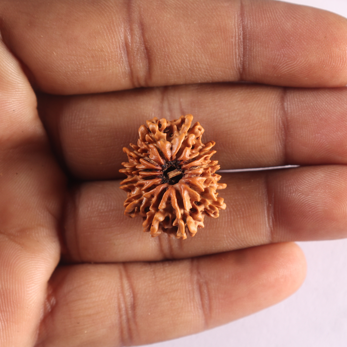 12 Mukhi Nepalese Rudraksha - Bead No 404