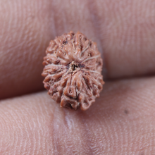 Load image into Gallery viewer, 14 mukhi Indonesian Rudraksha -  Bead No. 443
