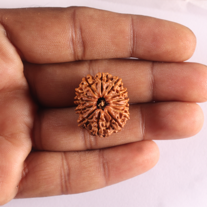 13 Mukhi Nepalese Rudraksha - Bead No. 392