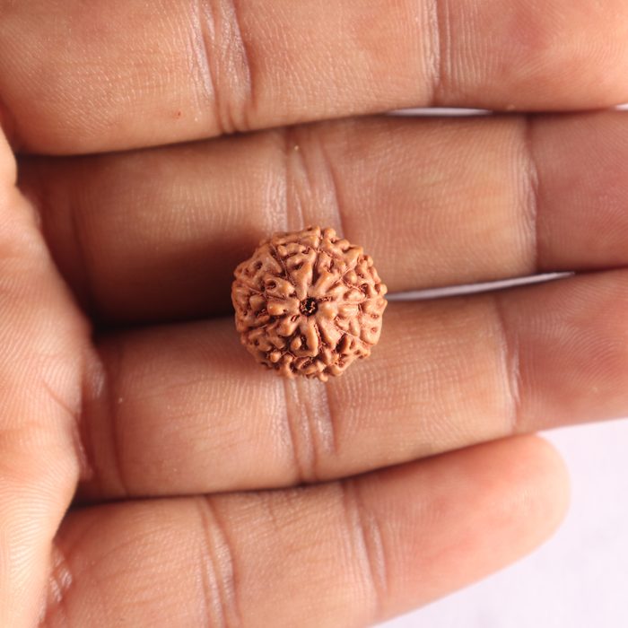 9 Mukhi Rudraksha from Indonesia - Bead No. 236