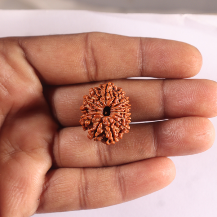 13 Mukhi Nepalese Rudraksha - Bead No. 393