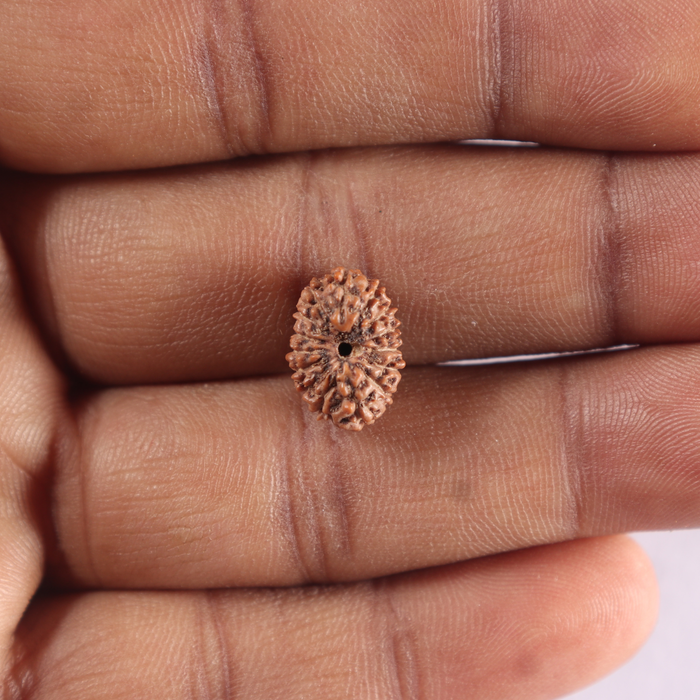 15 Mukhi Indonesian Rudraksha - Bead No.326