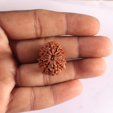 Load image into Gallery viewer, 13 Mukhi Nepalese Rudraksha - Bead No. 394
