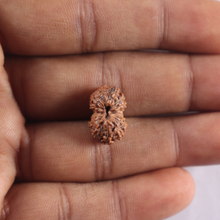 Load image into Gallery viewer, 14 mukhi Indonesian Rudraksha -  Bead No. 438
