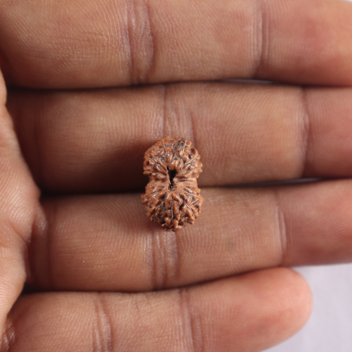 14 mukhi Indonesian Rudraksha -  Bead No. 438