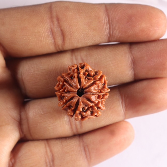 8 Mukhi Nepalese Rudraksha - Bead No. 469