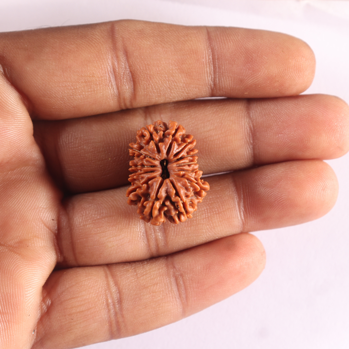 13 Mukhi Nepalese Rudraksha - Bead No. 395