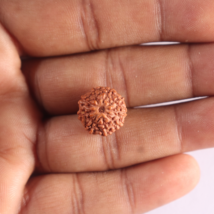 9 Mukhi Rudraksha from Indonesia - Bead No. 252