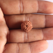 Load image into Gallery viewer, 9 Mukhi Rudraksha from Indonesia - Bead No. 257
