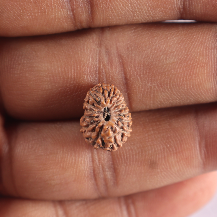 15 Mukhi Indonesian Rudraksha - Bead No. 323