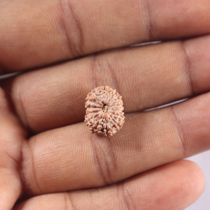 14 mukhi Indonesian Rudraksha -  Bead No. 441