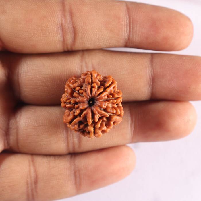 8 Mukhi Nepalese Rudraksha - Bead No. 471