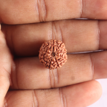 Load image into Gallery viewer, 9 Mukhi Rudraksha from Indonesia - Bead No. 245
